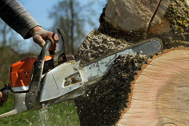 How Our Tree Care Process Works  in  Tukwila, WA